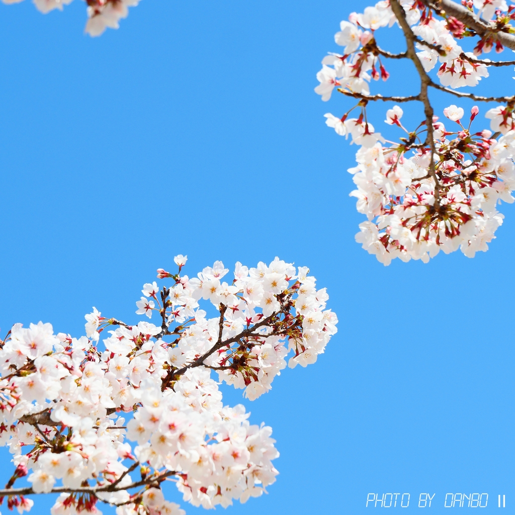 それでも花は咲く！ ＜2＞