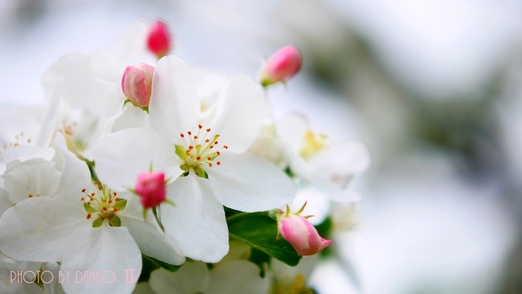 りんごの花ほころび (^^♪ ＜4＞