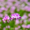 極楽浄土に咲く花 ＜2＞