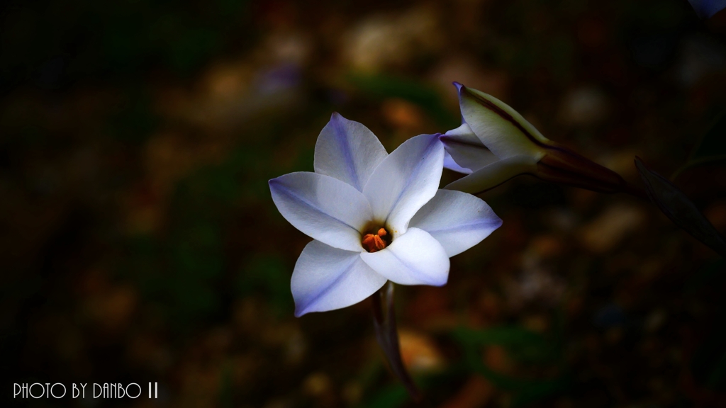 星に願いを ＜1＞