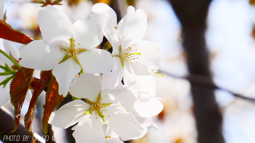 これは山桜でしょ ＜2＞