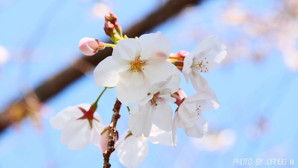今年の櫻は　早めに咲いた ＜2＞