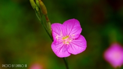 赤花夕化粧 ＜3＞
