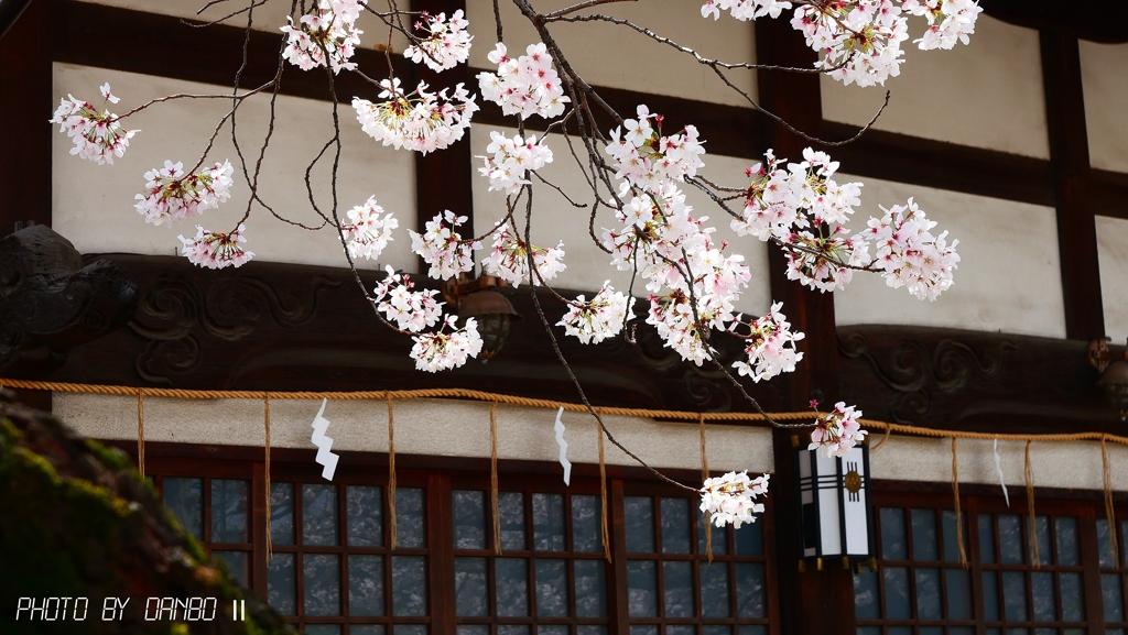 氏神様の桜 ＜3＞