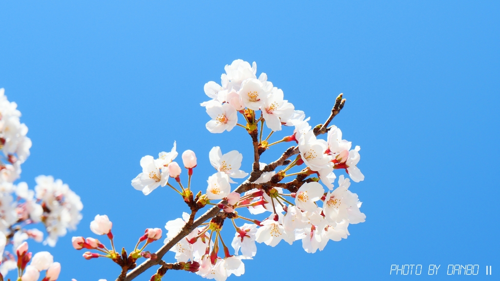 それでも花は咲く！ ＜3＞