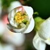 錦花 ＜1＞
