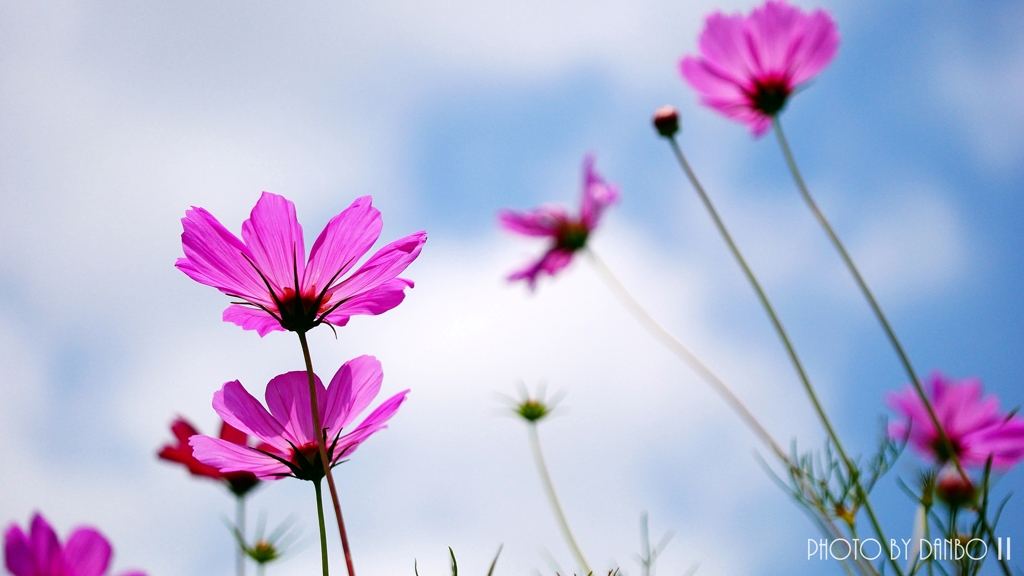 梅雨晴秋桜 ＜2＞