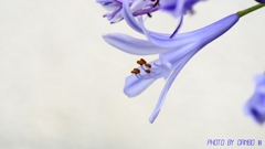 紫君子蘭 ＜1＞