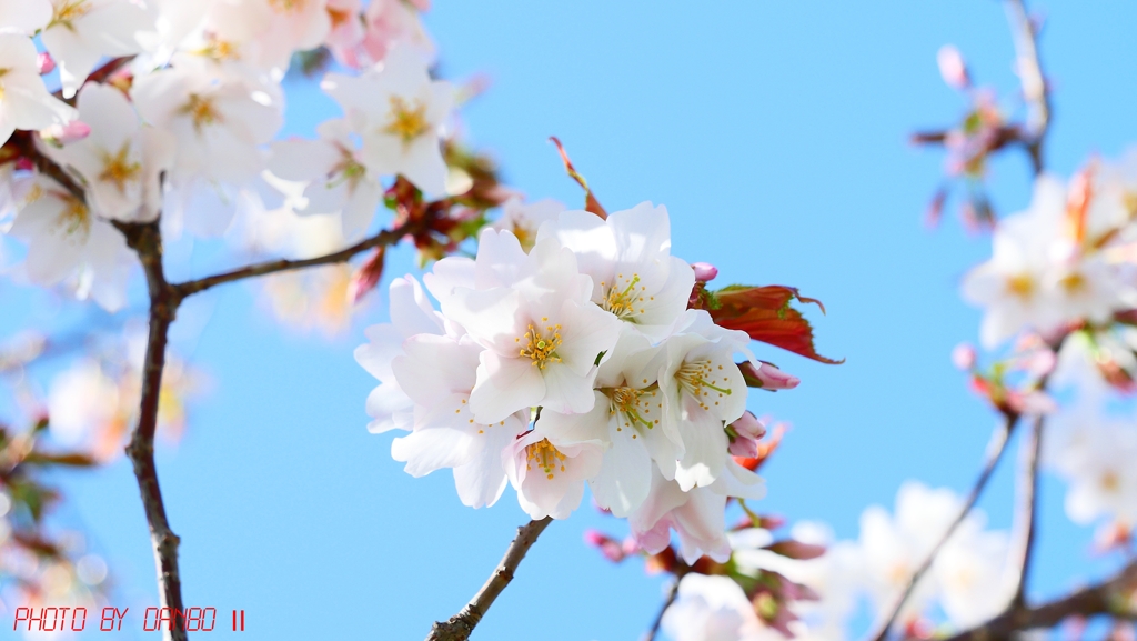 葉芽と共に ＜1＞