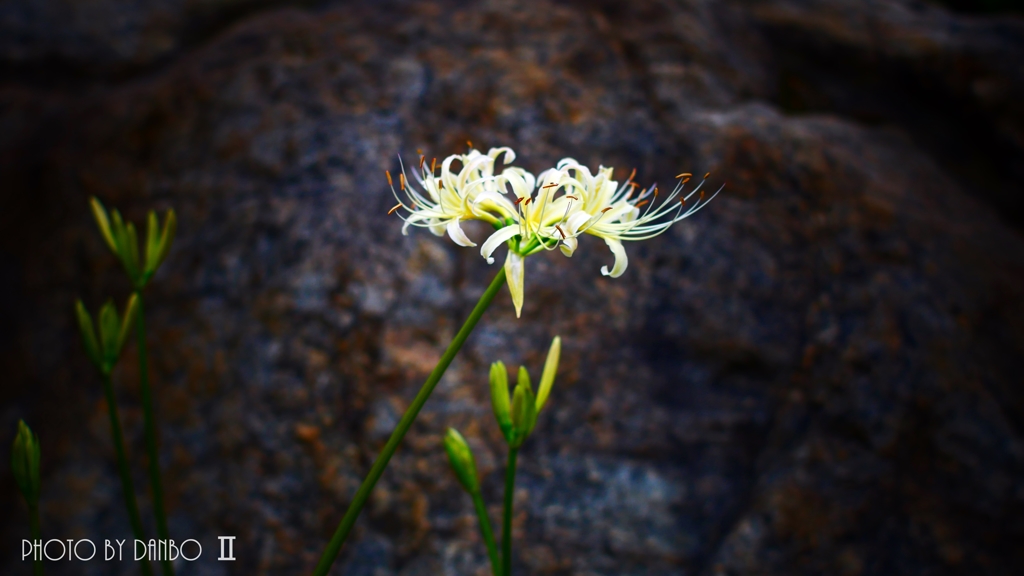 曼珠沙華 ＜15＞