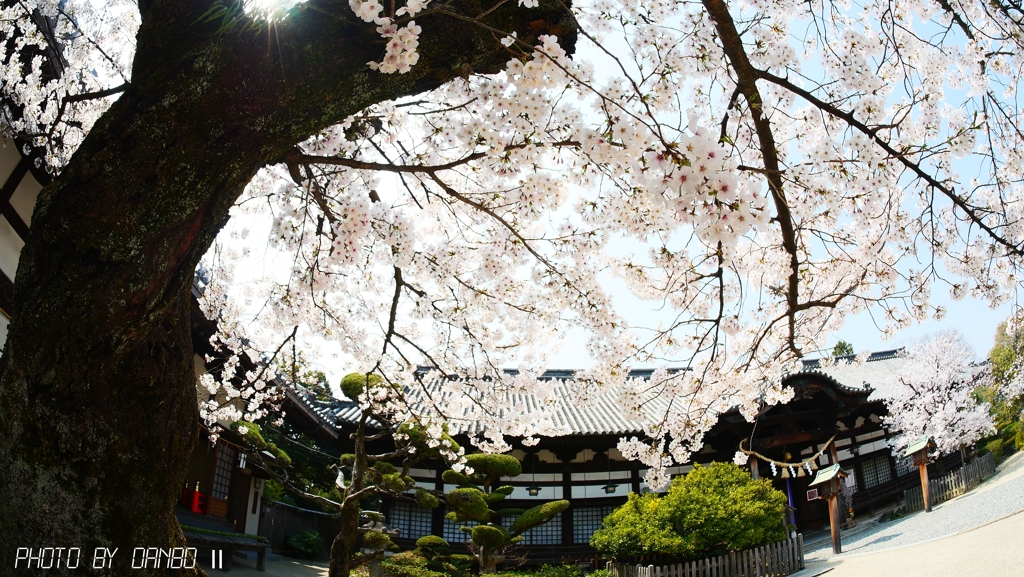 八幡宮の桜 ＜2＞