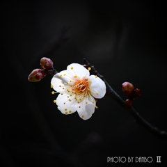 春薫 ＜11＞