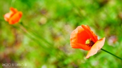 繁栄の花 ＜3＞