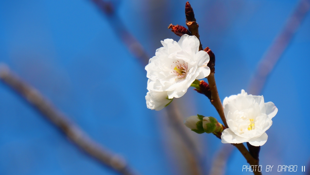 秋の桜 ＜2＞