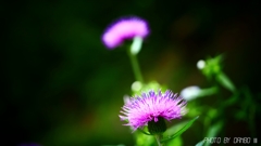 薊 ＜1＞