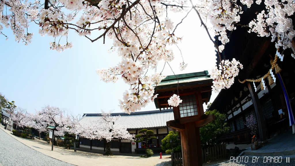 八幡宮の桜 ＜1＞