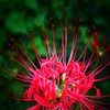 白い夢さえ 真紅に染める ＜2＞