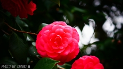 日本の薔薇 ＜1＞