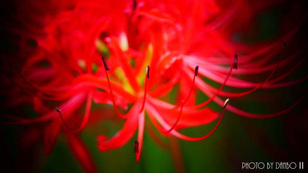 白い夢さえ真紅に染める ＜6＞