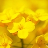 菜の花畑 ＜6＞