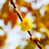 慈愛の花 ＜1＞