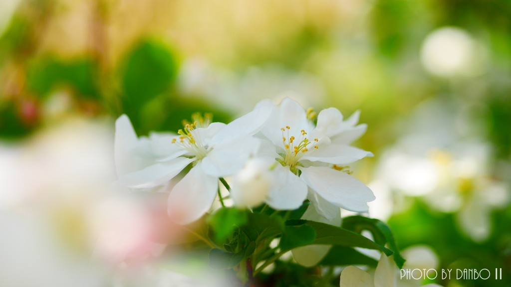 りんごの花ほころび ＜3＞