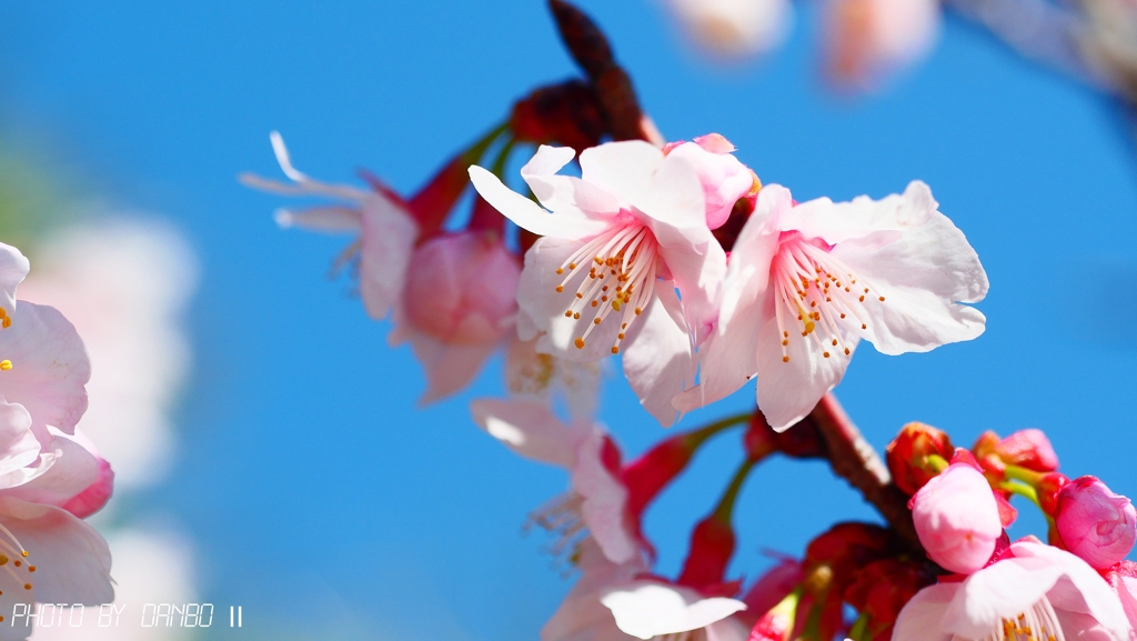 桃の節句に寒桜 ＜1＞