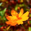 黄花秋桜 ＜5＞