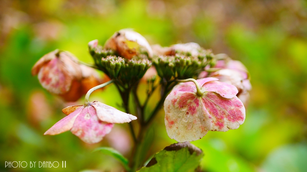 枯れ際までも美しく ＜3＞