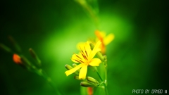 苦くてウマい春野菜！＜4＞