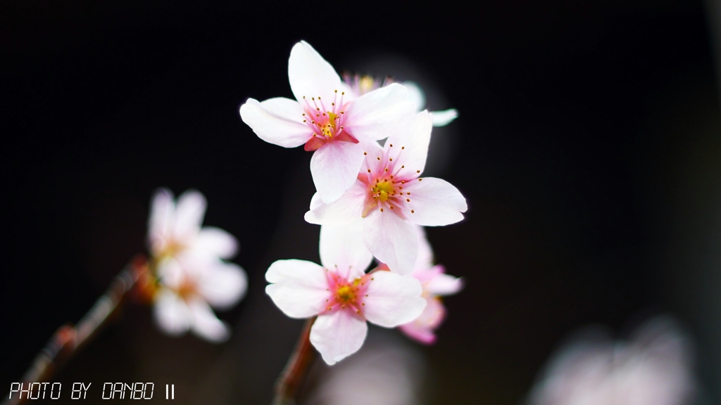 桜咲く ＜5＞