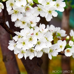 博愛の花 ＜1＞
