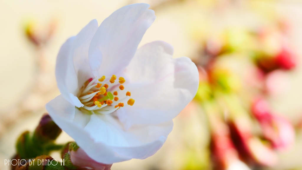 今度は本当の開花宣言 ＜2＞