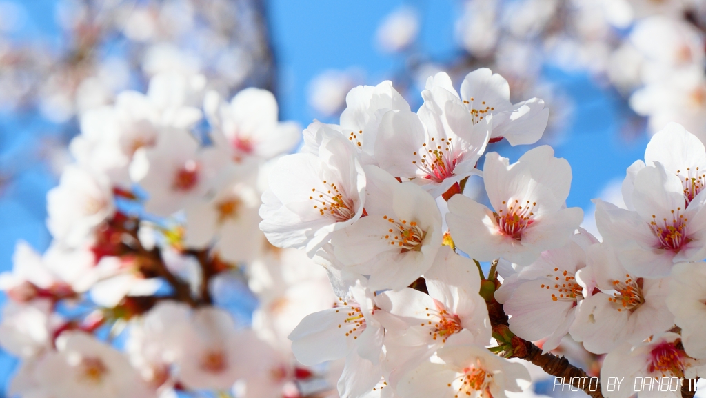 それでも花は咲く！ ＜1＞