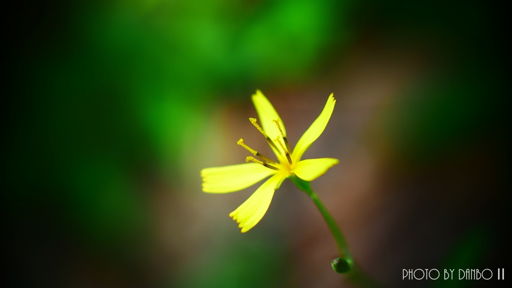 僅かに咲く花 ＜1＞