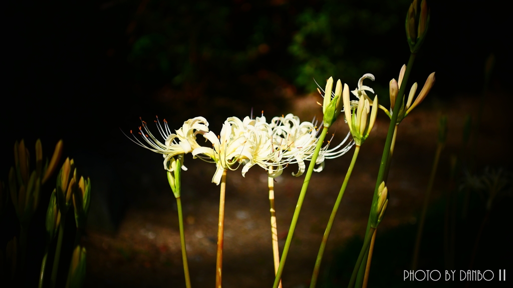 天上に咲く白花 ＜1＞