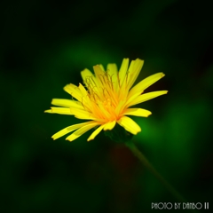 黄色い花 ＜2＞