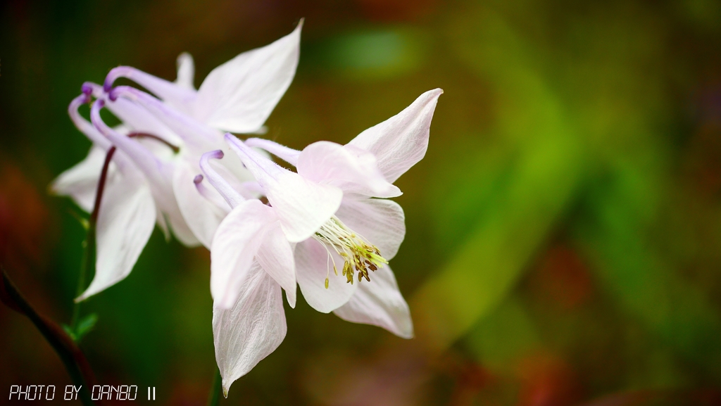 オダマキ ＜2＞