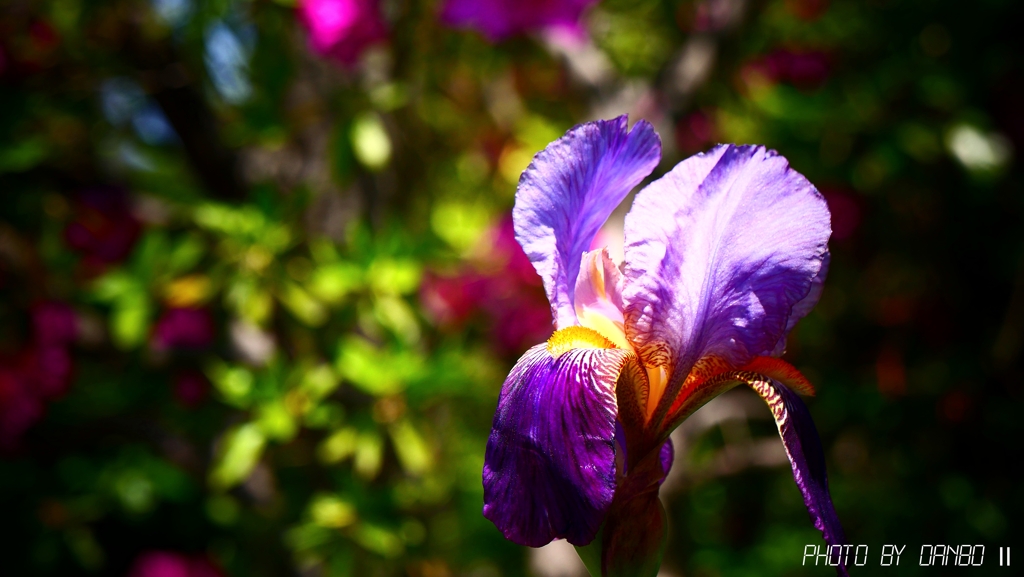 一輪の虹の花 ＜2＞