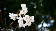 桜vs.桜 ＜1＞