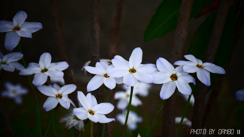 花韮 ＜1＞