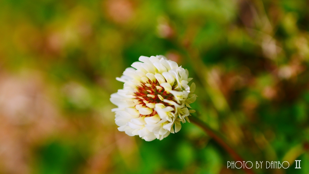 春の野草花 ＜8-1＞