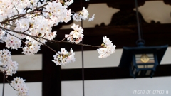 八幡宮の桜 ＜5＞