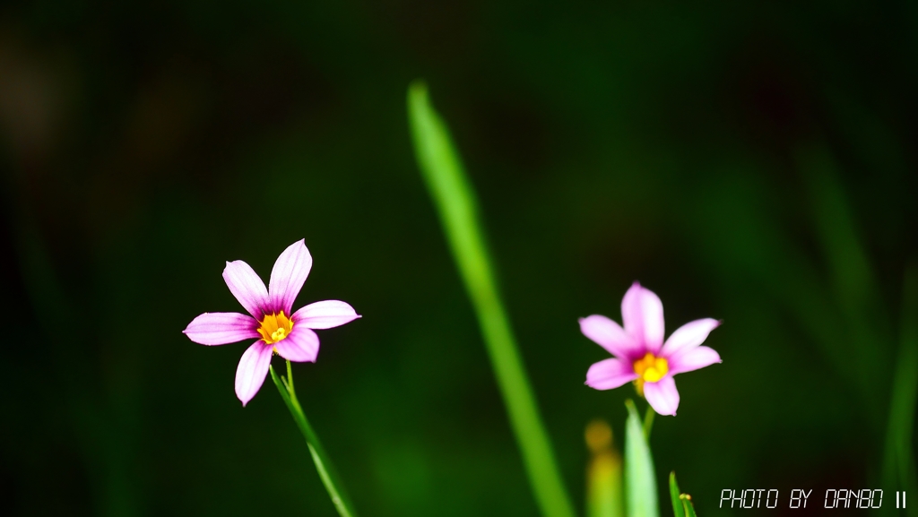 野に咲く花 ＜11＞