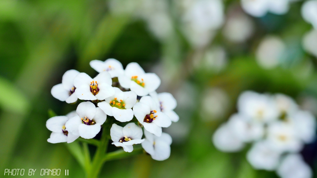 飛躍する花 ＜1＞