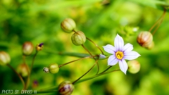 野に咲く花 ＜22＞