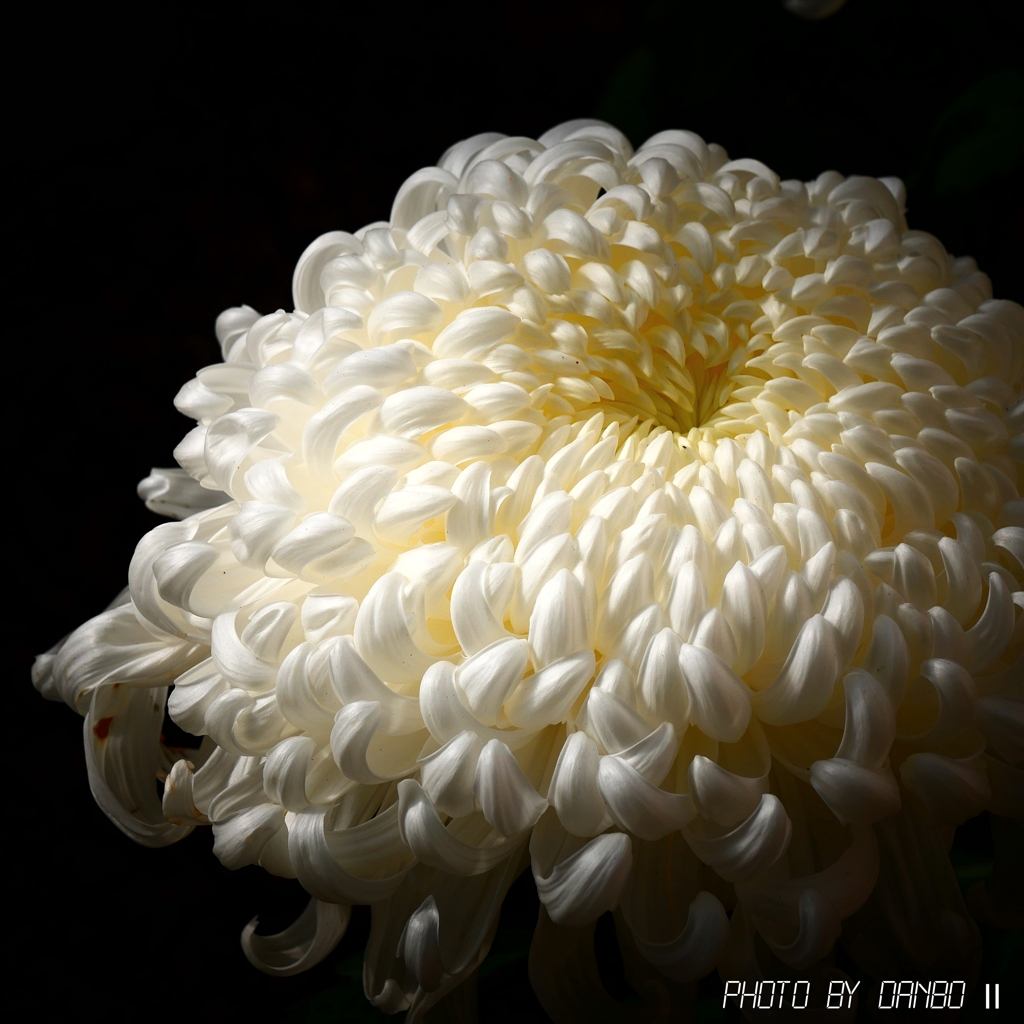 お宮さんの菊 ＜4＞
