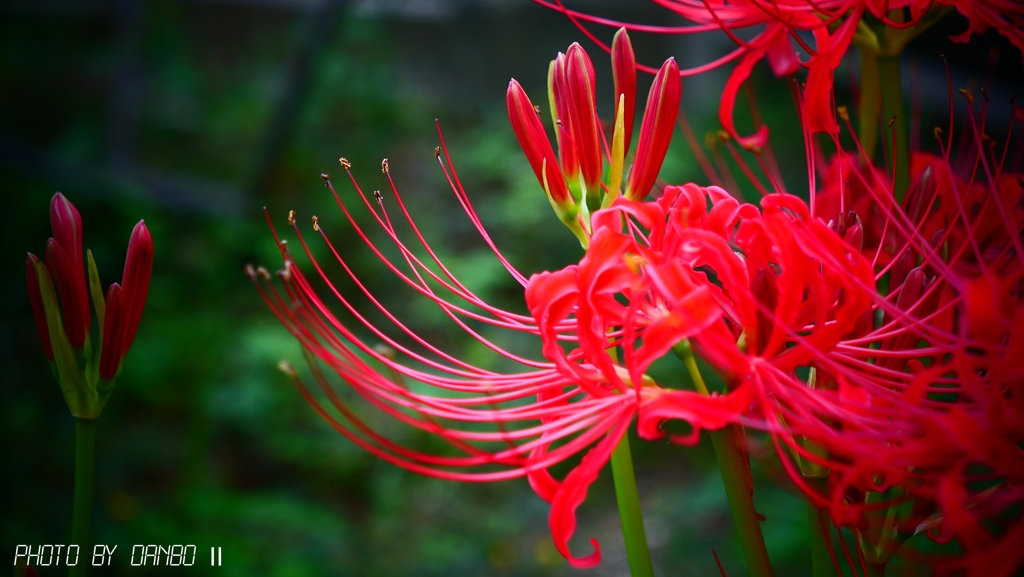 白い花さえ　真紅に染める ＜2＞