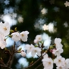 桜vs.桜 ＜2＞