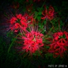白い夢さえ 真紅に染める ＜1＞